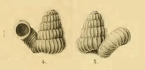 opisthostoma_annandalei_sykes_1903.jpg