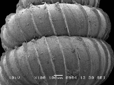 opisthostoma_crassipupa_1.jpg