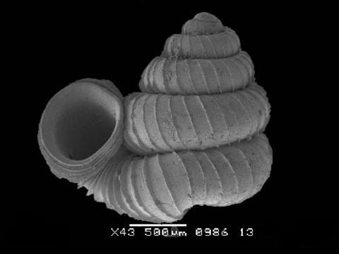 opisthostoma_laidlawi.jpg