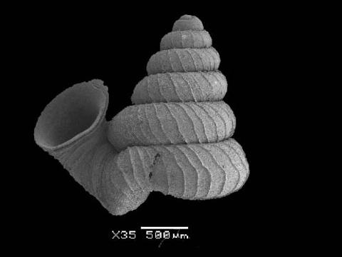 opisthostoma_lissopleuron_lissopleuron.jpg