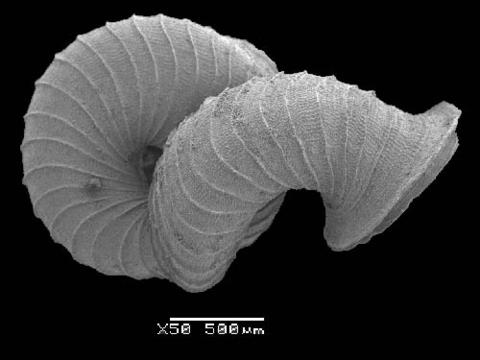 opisthostoma_lissopleuron_lissopleuron_4.jpg