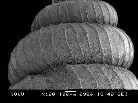 opisthostoma_pumilio_3.jpg