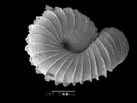 opisthostoma_retrovertens_1.jpg