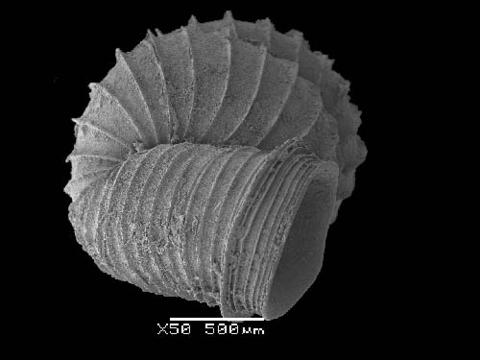 opisthostoma_sciaphilum_119_5.jpg