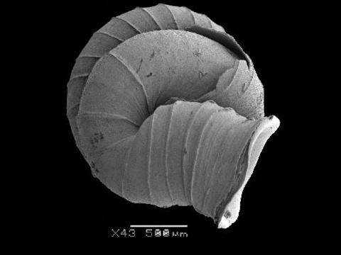 opisthostoma_senex_5.jpg