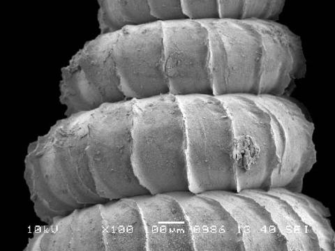 opisthostoma_siphonostomum_1.jpg