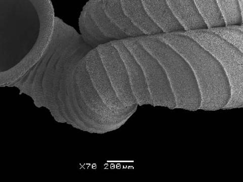 opisthostoma_transequatorialis_6.jpg