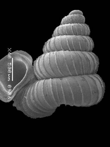 opisthostoma_wallacei_wallacei_2.jpg