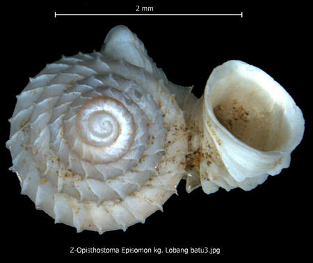 z-opisthostoma_episomon_kg._lobang_batu3.jpg