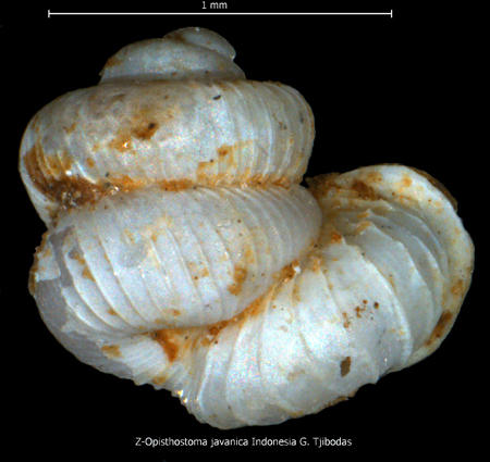 z-opisthostoma_javanica_indonesia_g._tjibodas1.jpg