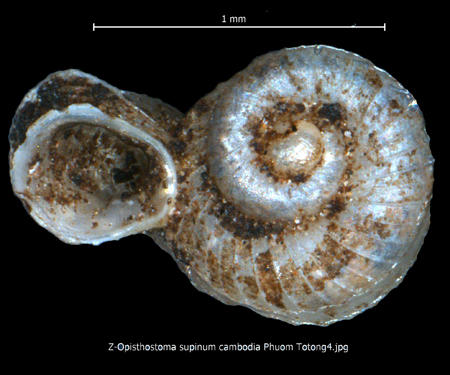 z-opisthostoma_supinum_cambodia_phuom_totong4.jpg