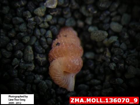 zma.moll_.136070_9.jpg