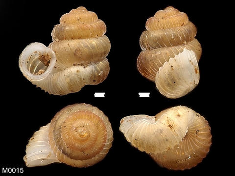 m0015_opisthostoma_kakiense_tomlin_xxxx_1948.10.2.3.jpg