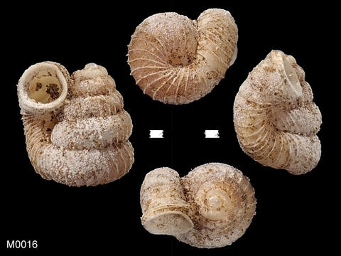 m0016_opisthostoma_retrovertens_tomlin_xxxx_1938.10.25.2.jpg