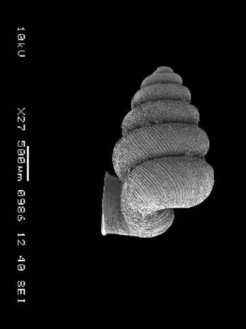 opisthostoma_aethoderma_2.jpg