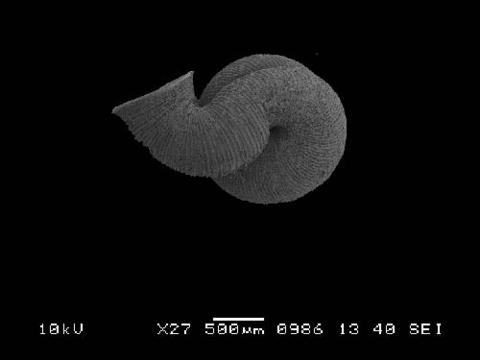 opisthostoma_aethoderma_5.jpg