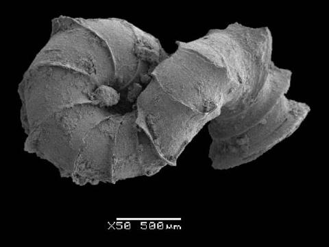 opisthostoma_charasense_5.jpg