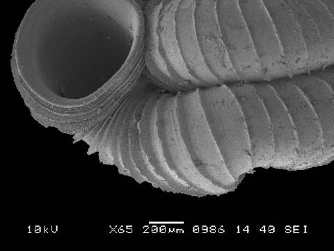 opisthostoma_laidlawi_6.jpg