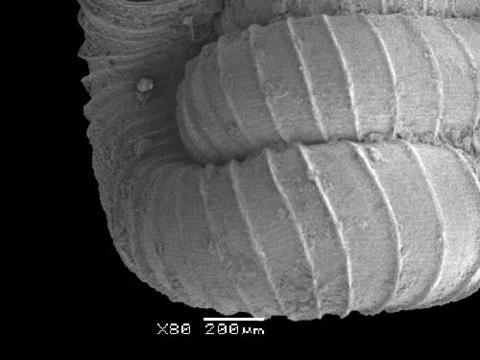 opisthostoma_palinhelix_108_6.jpg
