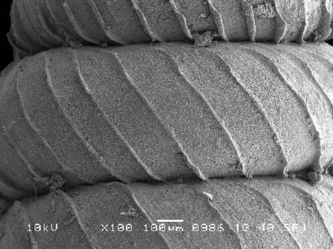 opisthostoma_salpidomon_3.jpg