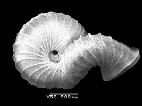 opisthostoma_transequatorialis_5.jpg