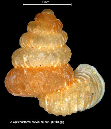 z-opisthostoma_brevituba_batu_putih1.jpg