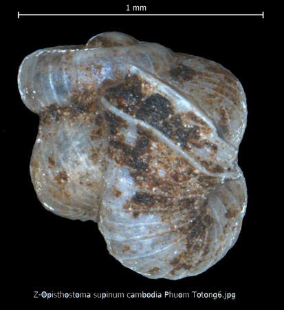 z-opisthostoma_supinum_cambodia_phuom_totong6.jpg