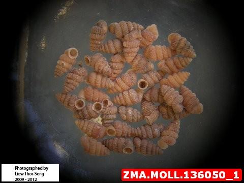 zma.moll_.136050_1.jpg
