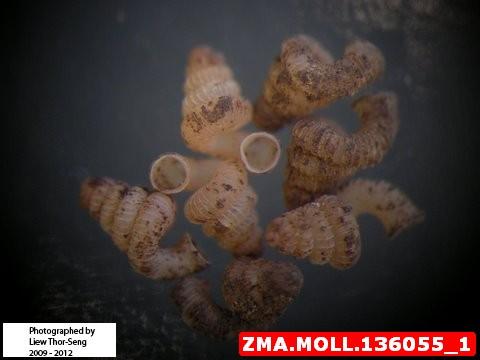 zma.moll_.136055_1.jpg