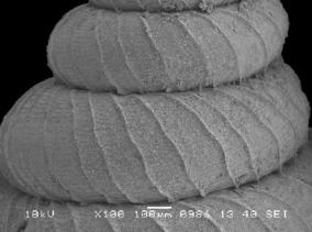 opisthostoma_lissopleuron_lissopleuron_2.jpg